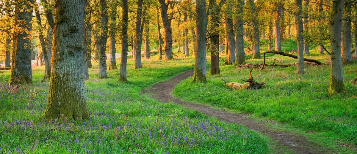 Winding pathway leading through the forest