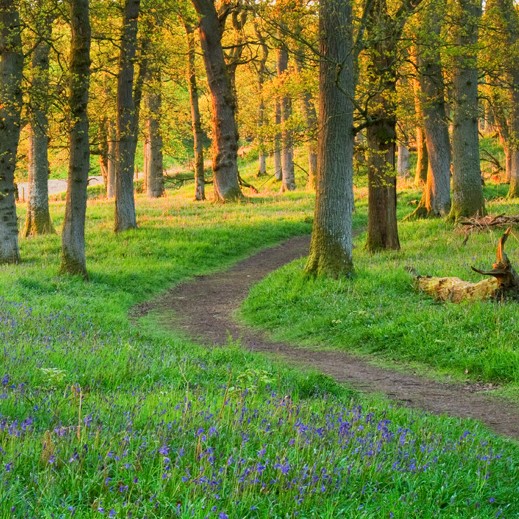 Winding pathway leading through the forest