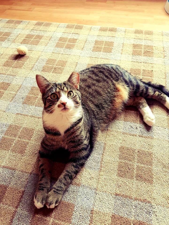 Handsome Banjo is very friendly and absolutely loves cuddles and being stroked!