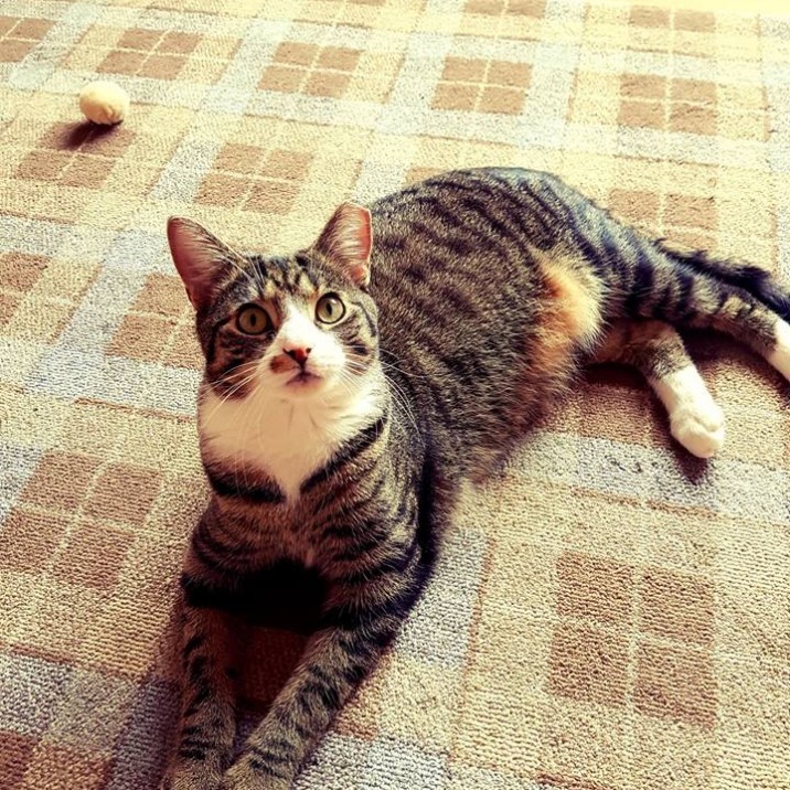 Handsome Banjo is very friendly and absolutely loves cuddles and being stroked!