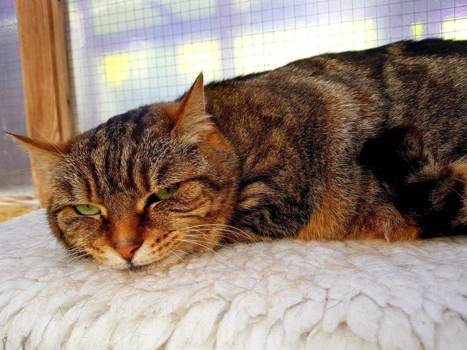 Friendly Gracie is a mature, loving cat looking for a home. Because she is an elderly lady, Cats Protection will meet the cost of any future vets bills.