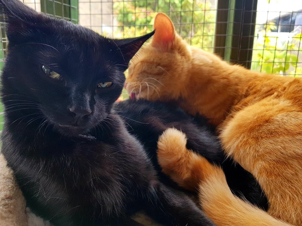 Pumpkin and Treacle are a closely bonded brother-and-sister pair as you can see by this cute pic!