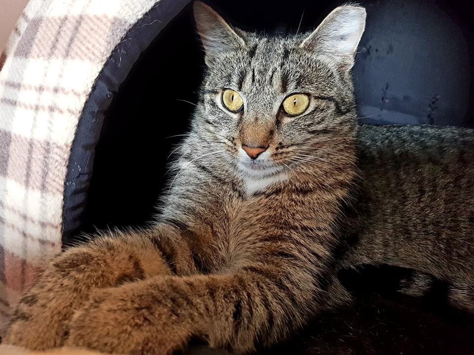 Pretty Abbie would ideally like to find a new home with her brother Banjo.