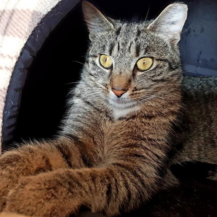 Pretty Abbie would ideally like to find a new home with her brother Banjo.