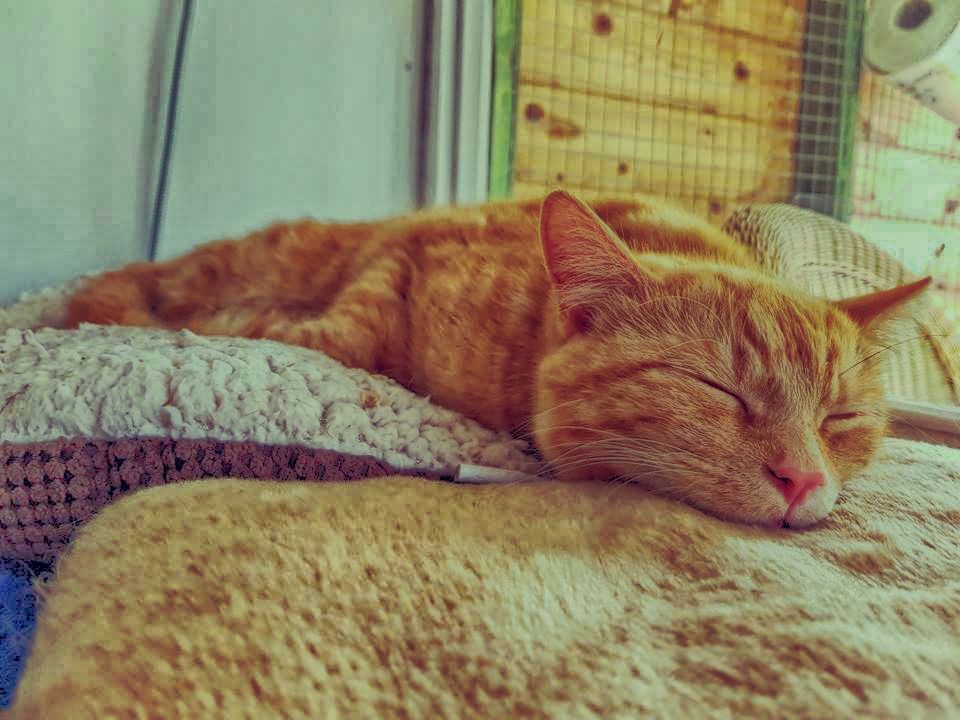 Pumpkin catching some zzz's