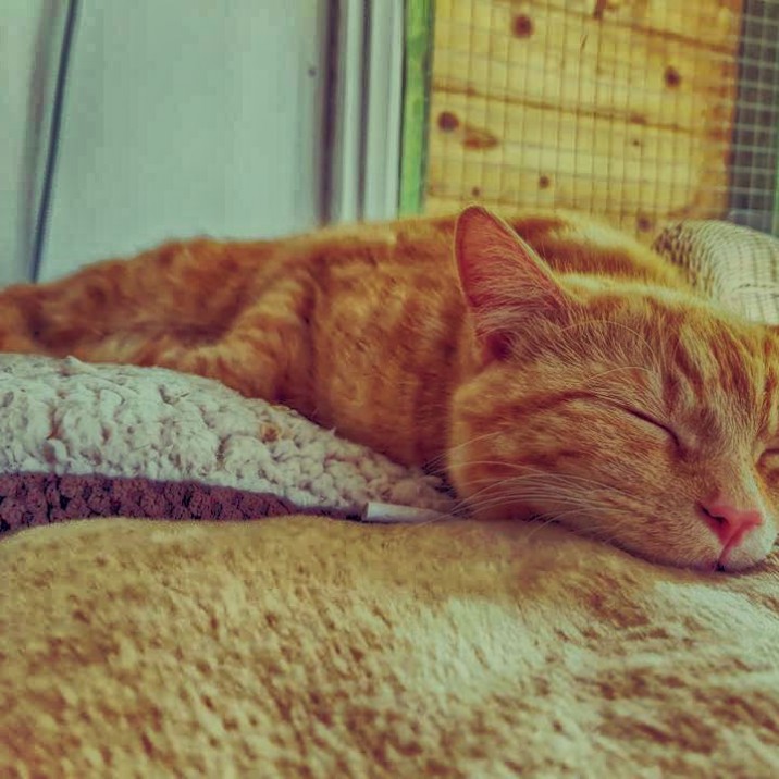 Pumpkin catching some zzz's