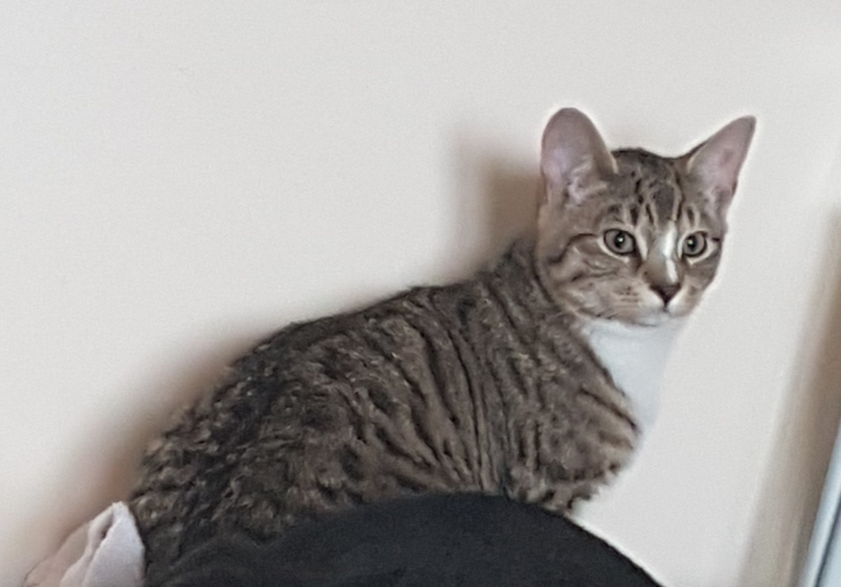 Bobtail- Given time and lots of patience he will be a very loving devoted boy for the right family.