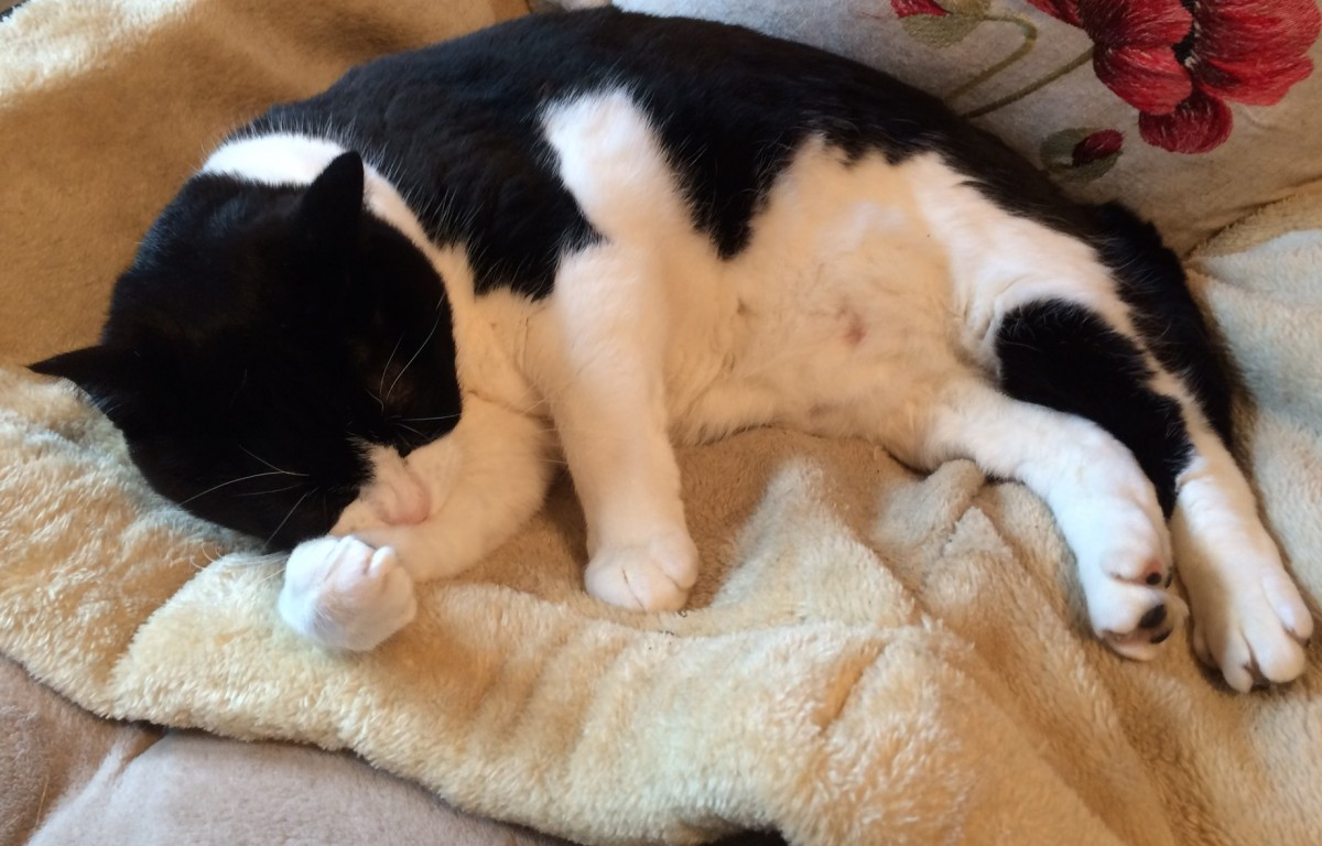 Charles- He's gentle and friendly, with a love of lying on beds!