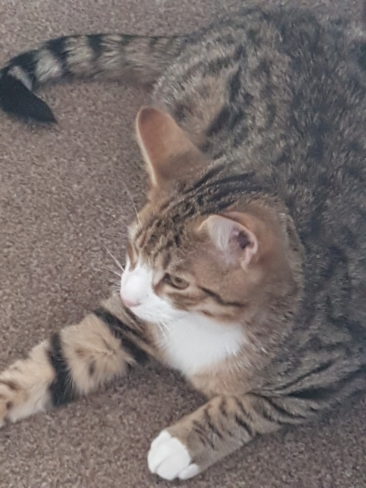 As the least timid of the 3 Rag would rather go with 1 of his more timid brothers, for moral support, of course.