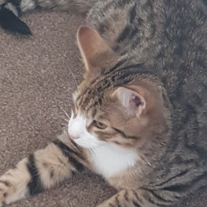 As the least timid of the 3 Rag would rather go with 1 of his more timid brothers, for moral support, of course.