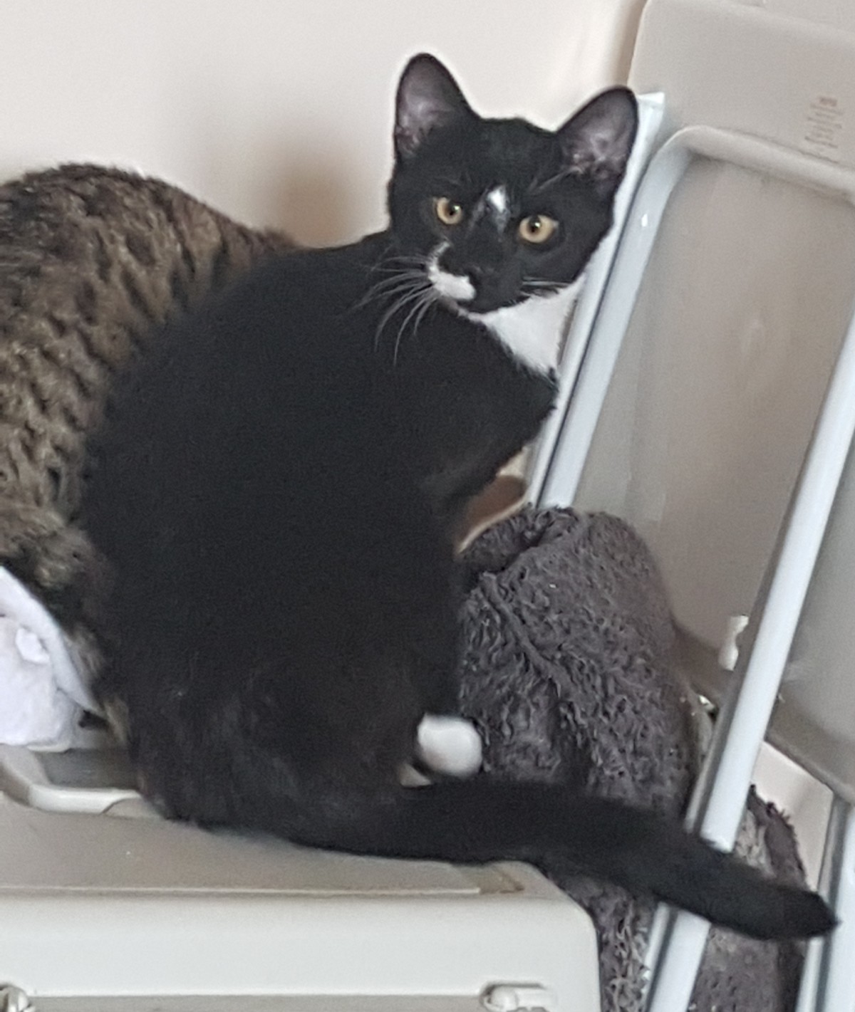 Tag- a little patience and quiet time will bring out the best in this gorgeous boy