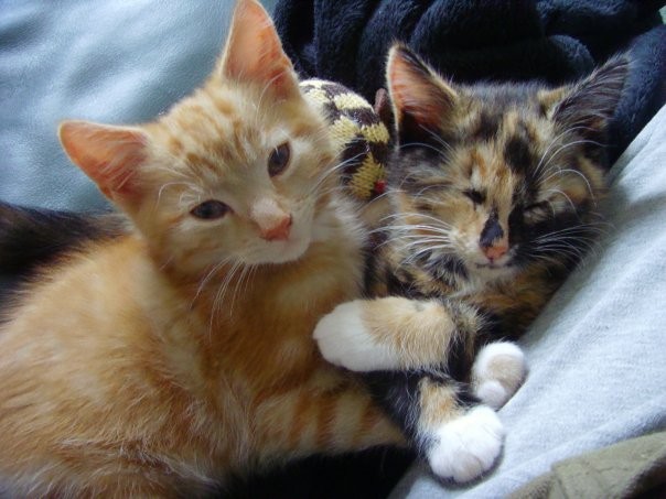 Success Story: Eddie & Nutmeg where adopted by our gallery photographer Jo Gostling.