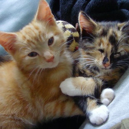 Success Story: Eddie & Nutmeg where adopted by our gallery photographer Jo Gostling.