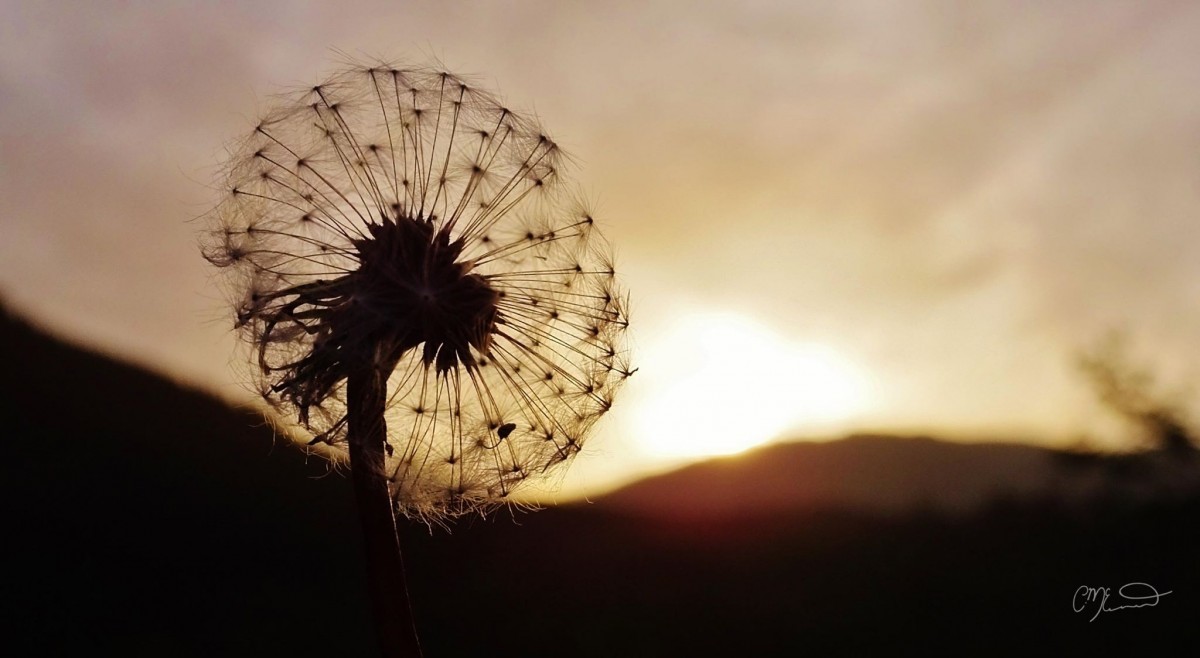 “A common flower, a weed that no one sees, yes. But for us, a noble thing, the dandelion.” 
― Ray Bradbury, Dandelion Wine