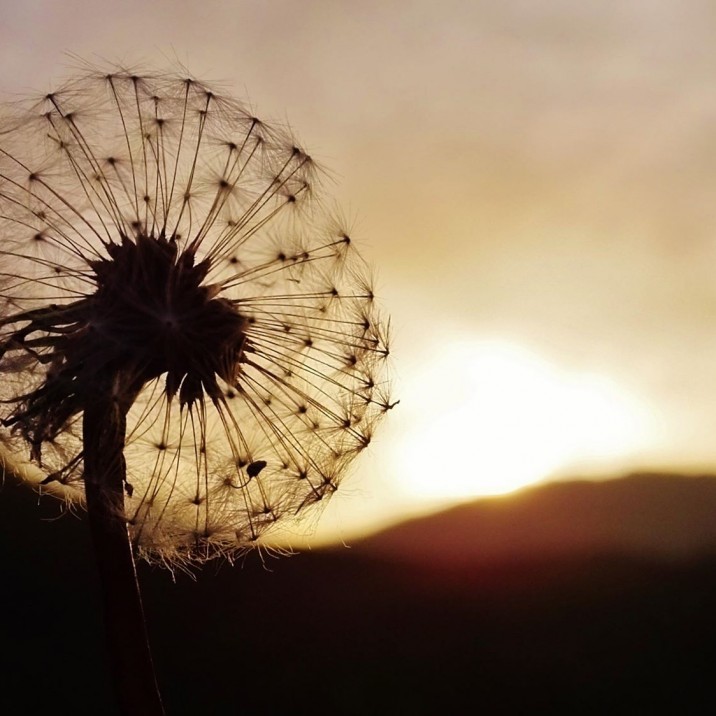 “A common flower, a weed that no one sees, yes. But for us, a noble thing, the dandelion.” 
― Ray Bradbury, Dandelion Wine