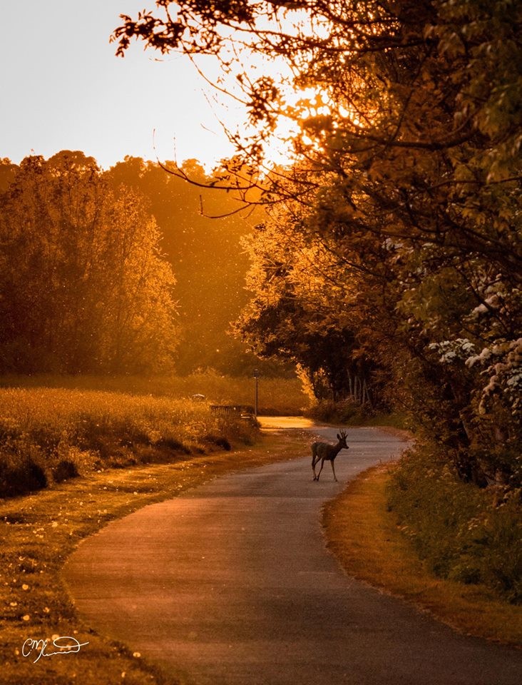 “Sunsets we always liked because they only happen once and go away."
― Ray Bradbury, Dandelion Wine