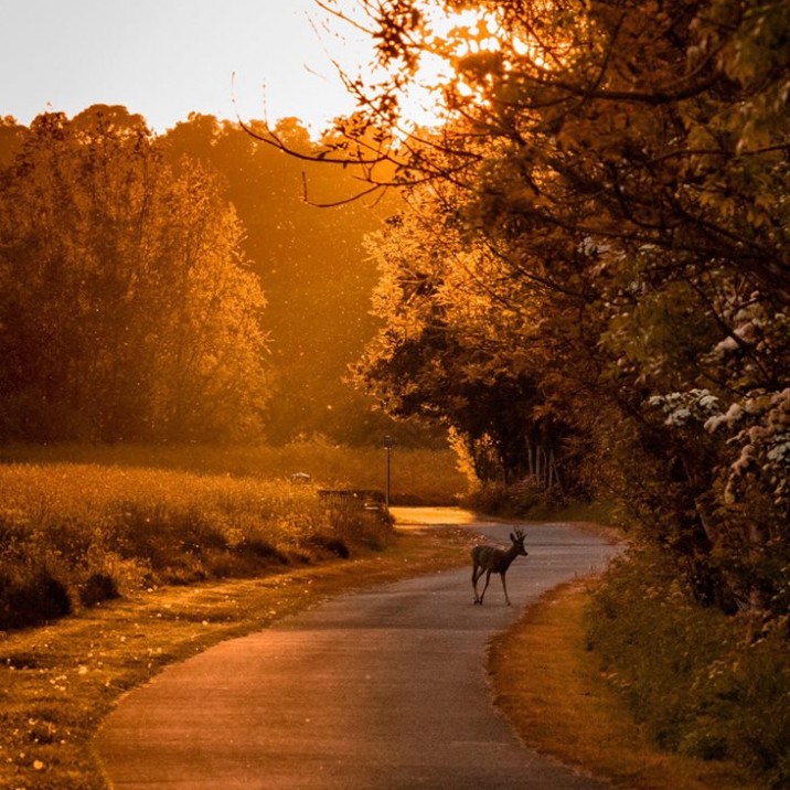 “Sunsets we always liked because they only happen once and go away."
― Ray Bradbury, Dandelion Wine