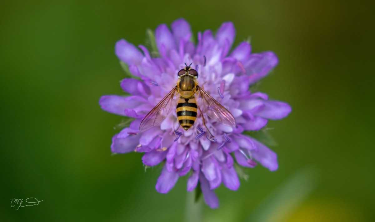 “Bees do have a smell, you know, and if they don't they should, for their feet are dusted with spices from a million flowers.” 
― Ray Bradbury, Dandelion Wine