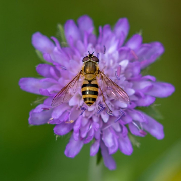 “Bees do have a smell, you know, and if they don't they should, for their feet are dusted with spices from a million flowers.” 
― Ray Bradbury, Dandelion Wine