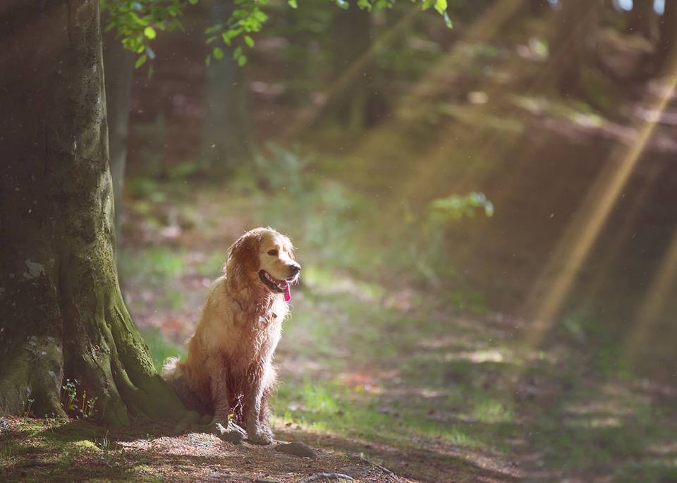 Dog day at Deuchny Woods.