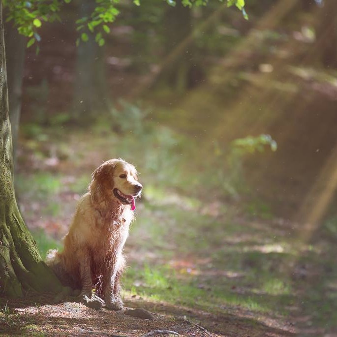 Dog day at Deuchny Woods.