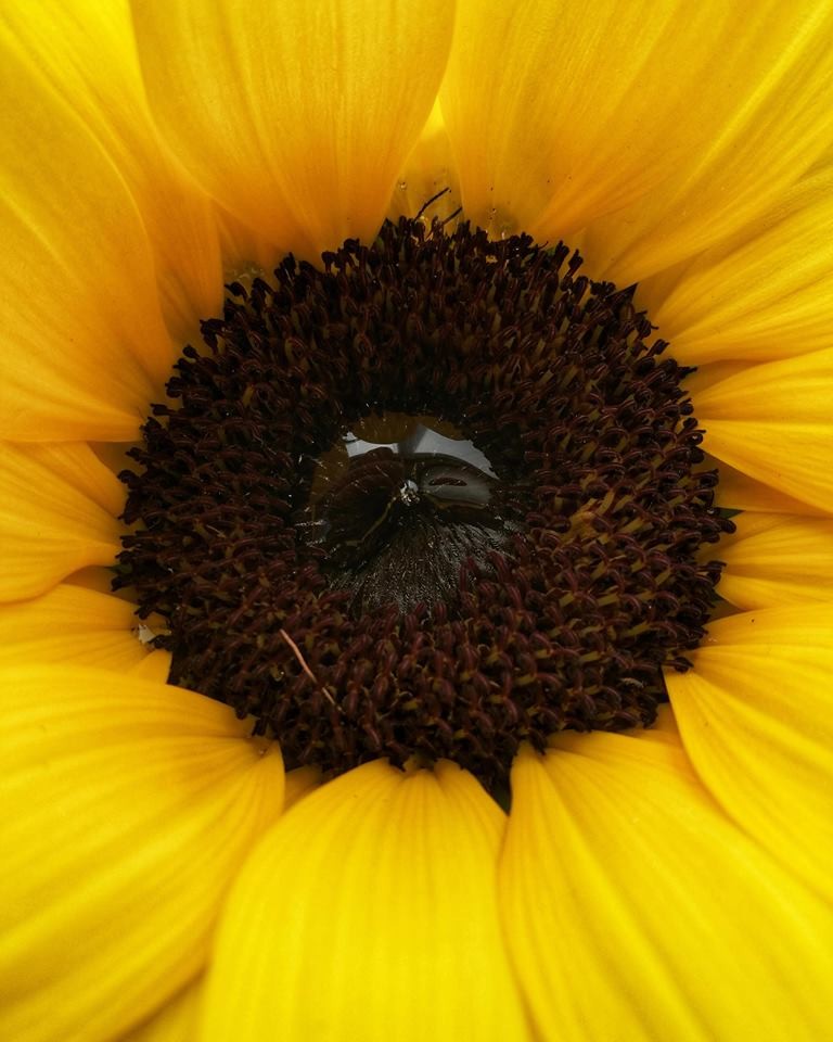 "You had only to rise, lean from your window, and know that this indeed was the first real time of freedom and living; this was the first morning of summer. " Ray Bradbury- Dandelion Wine