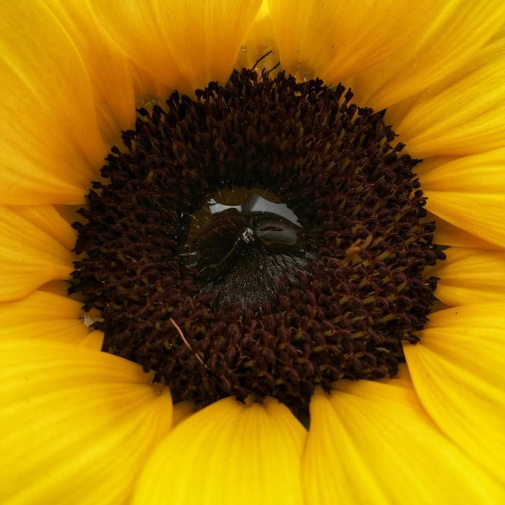 "You had only to rise, lean from your window, and know that this indeed was the first real time of freedom and living; this was the first morning of summer. " Ray Bradbury- Dandelion Wine