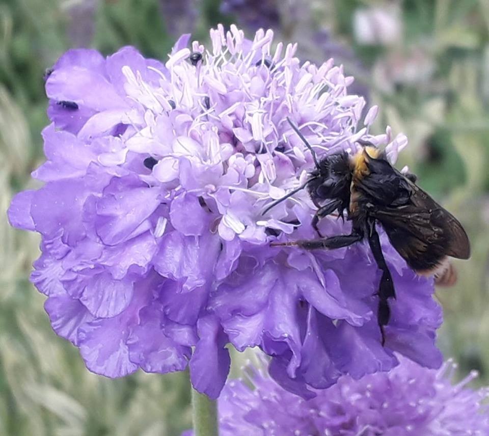 "Honey to the bee, that's you for me" Billie