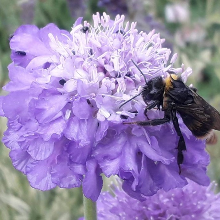 "Honey to the bee, that's you for me" Billie