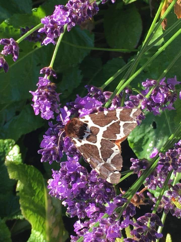 “Butterflies are self-propelled flowers.” 
― Robert A. Heinlein