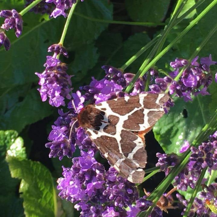 “Butterflies are self-propelled flowers.” 
― Robert A. Heinlein