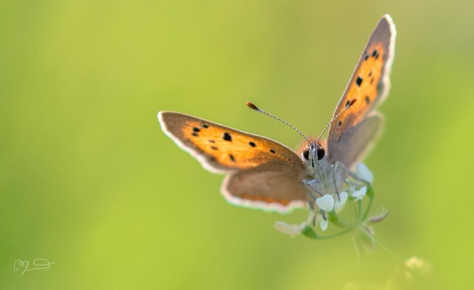 “Butterflies are a painter's canvas with wings.” 
― Anthony T. Hincks