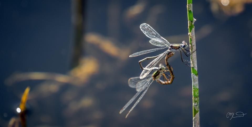 “We don’t give a damn to the insects on our Earth, but if we could find even a single insect on Mars, the whole world would cherish it like crazy!” 
― Mehmet Murat ildan