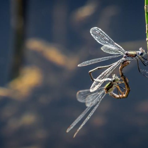 “We don’t give a damn to the insects on our Earth, but if we could find even a single insect on Mars, the whole world would cherish it like crazy!” 
― Mehmet Murat ildan
