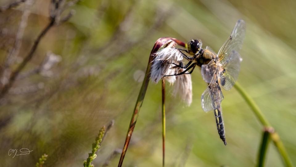 “Insects all business all the time.” 
― David Foster Wallace, The Pale King