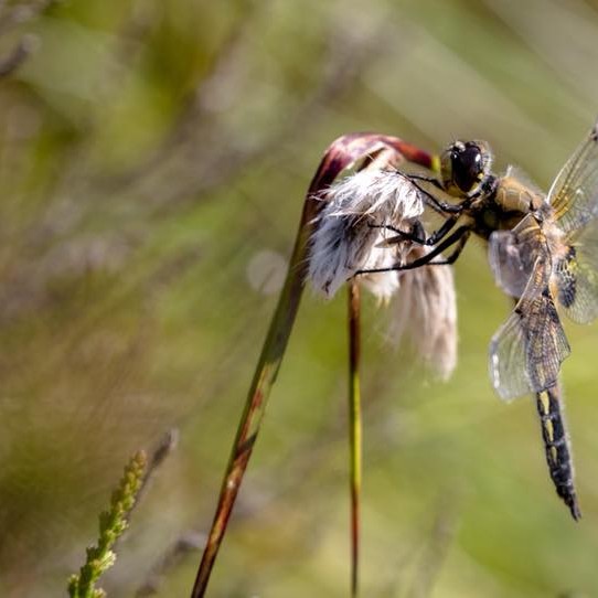 “Insects all business all the time.” 
― David Foster Wallace, The Pale King