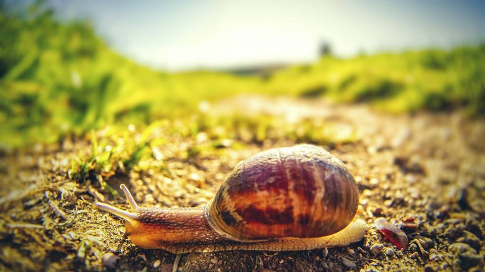 “Snails do not despair for having short legs, but rejoice for being able to travel long distances in spite of them.” 
― Matshona Dhliwayo