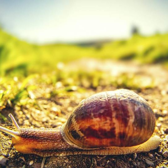 “Snails do not despair for having short legs, but rejoice for being able to travel long distances in spite of them.” 
― Matshona Dhliwayo