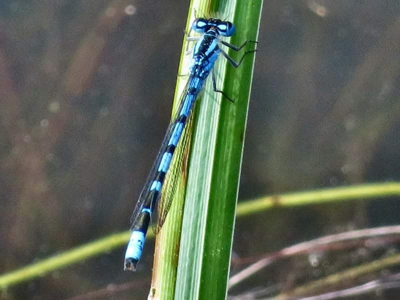 “Despite its dark veins, the transparency of dragonfly’s wings assures me of a pure, innocent world” 
― Munia Khan