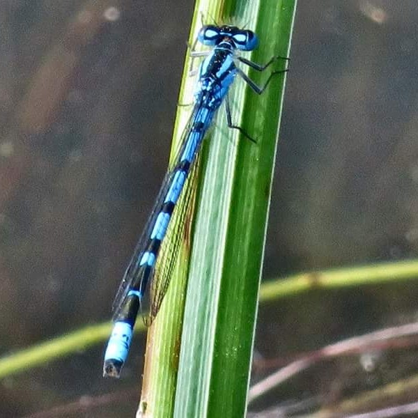 “Despite its dark veins, the transparency of dragonfly’s wings assures me of a pure, innocent world” 
― Munia Khan