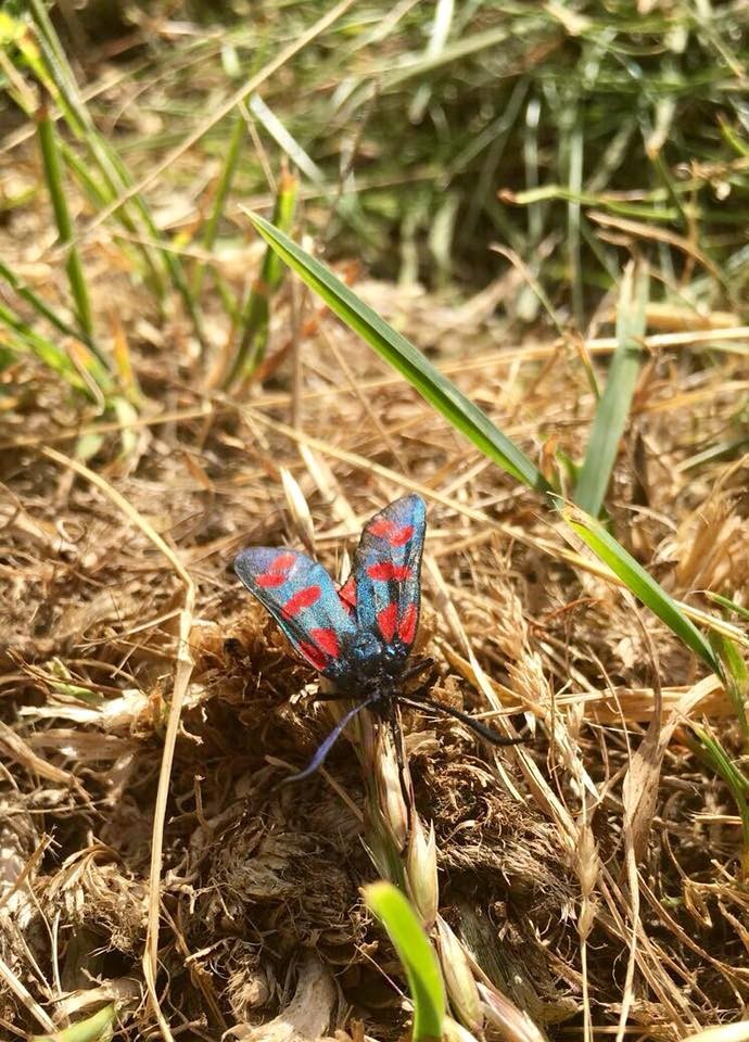 “In summer the empire of insects spreads.” 
― Adam Zagajewski