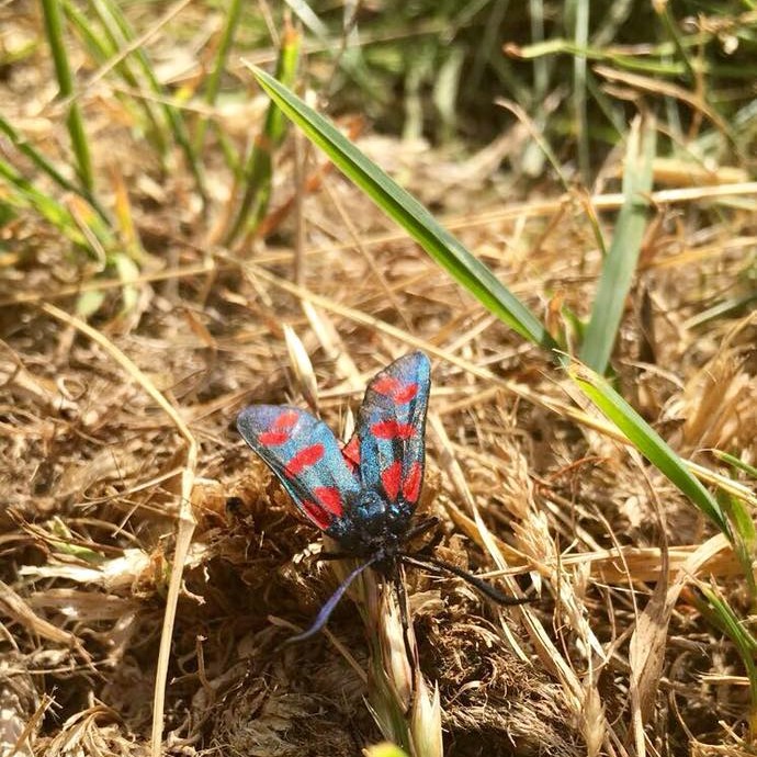 “In summer the empire of insects spreads.” 
― Adam Zagajewski