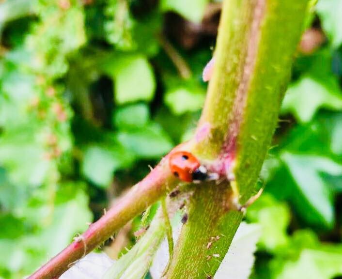 “Bugs never bug my head. They are amazing. It is the activities of humans which actually bug me all the time.” 
― Munia Khan