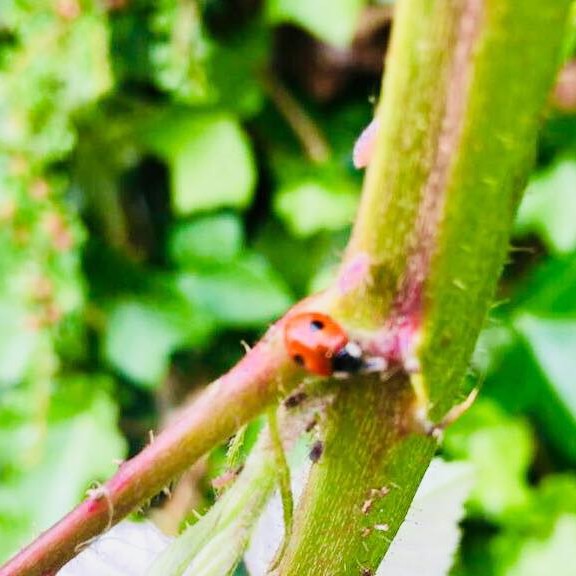 “Bugs never bug my head. They are amazing. It is the activities of humans which actually bug me all the time.” 
― Munia Khan