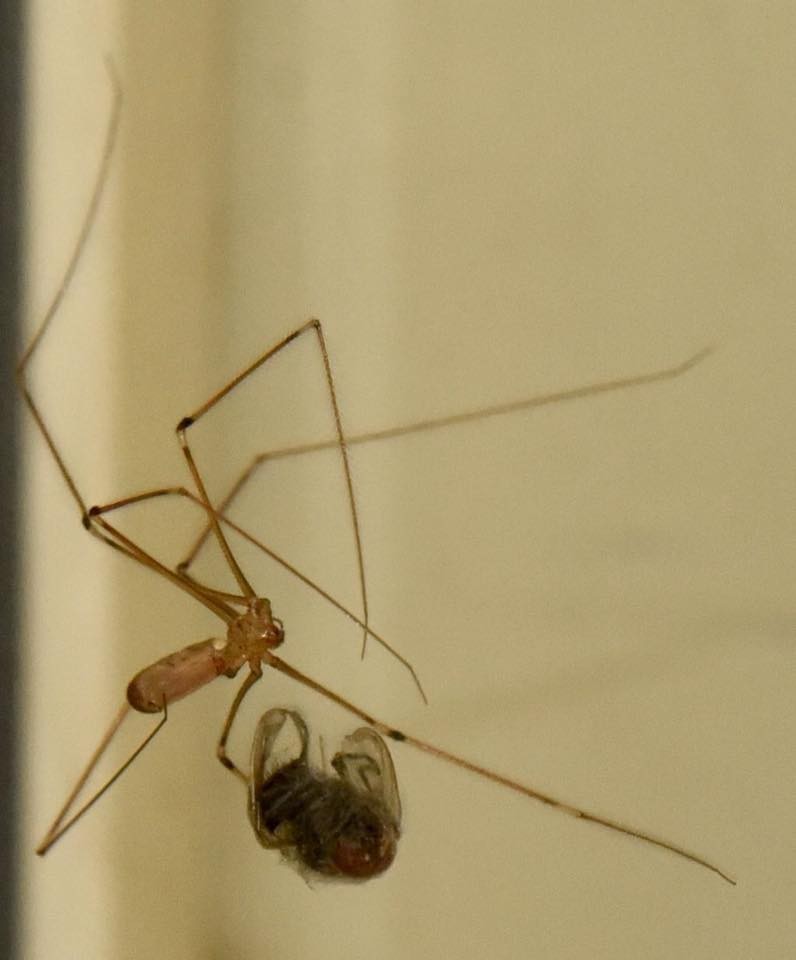 "My, my, my said the spider to the fly"- The Rolling Stones.