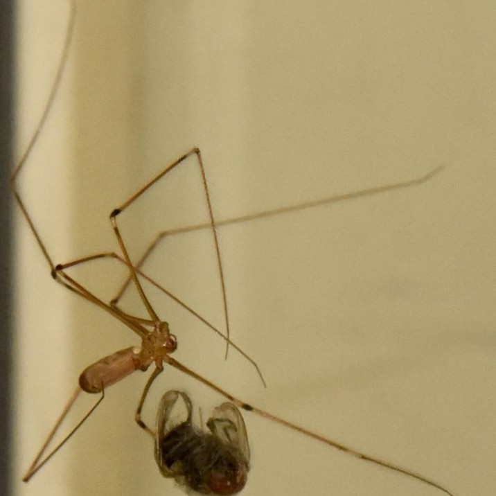 "My, my, my said the spider to the fly"- The Rolling Stones.