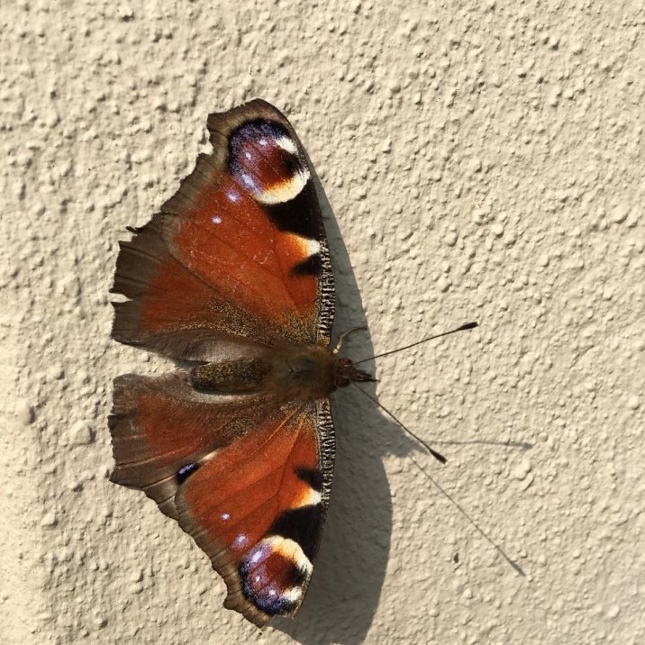 “A moth may be a poor cousin to a butterfly, but it is still beautiful none the less.” 
― Anthony T. Hincks