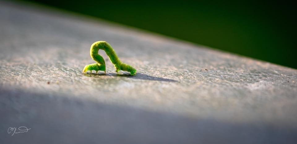 “The caterpillar does all the work, but the butterfly gets all the publicity.” 
― George Carlin