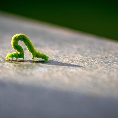 “The caterpillar does all the work, but the butterfly gets all the publicity.” 
― George Carlin