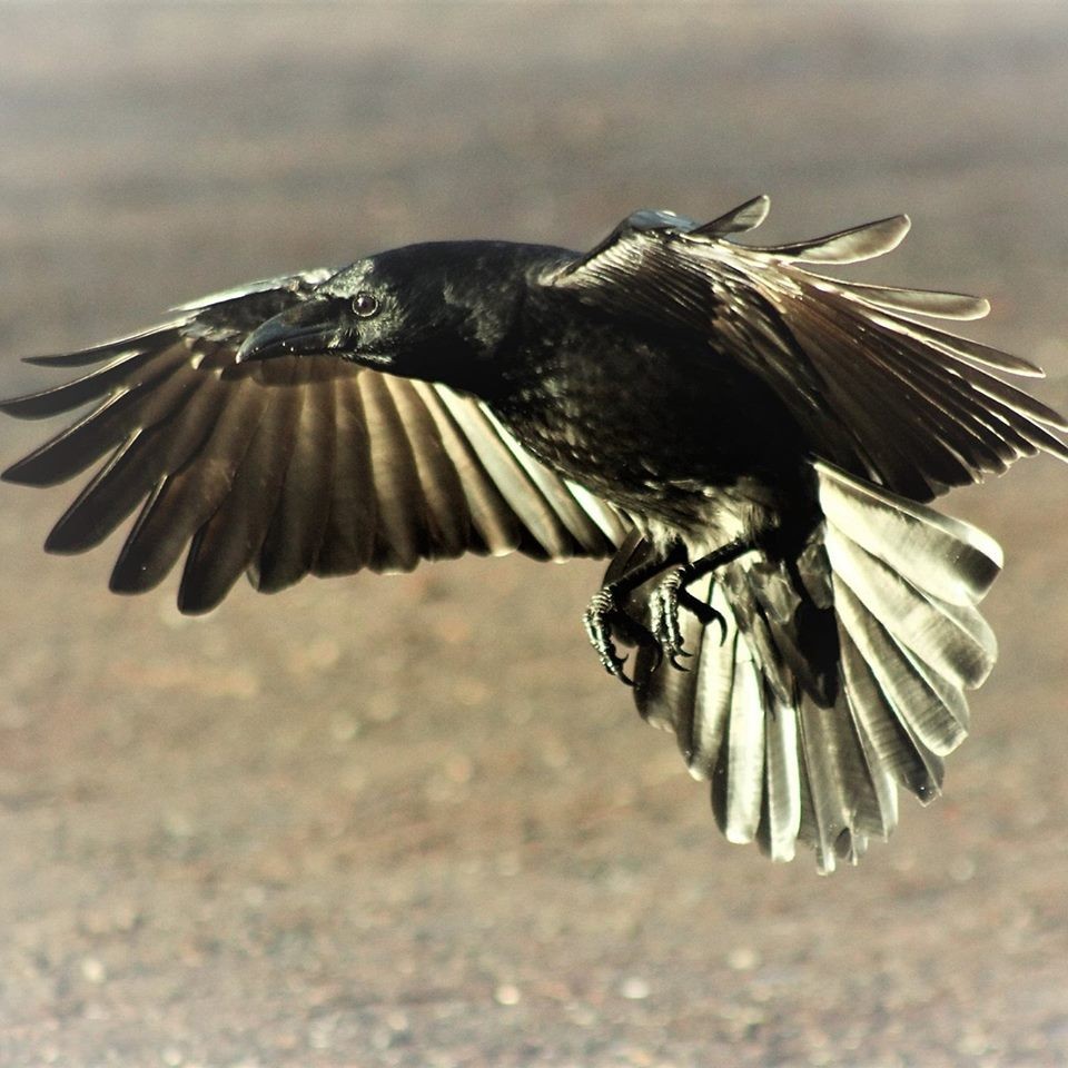 Even a crow can look fabulous in the sun!